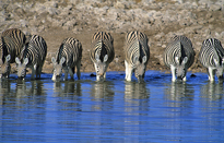 Zebre Point deau Mioulane MAP 7296485