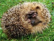 herisson boule Fauna