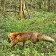 Renard Foret Fauna