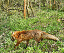 Renard Foret Fauna
