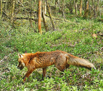 Renard Foret Fauna