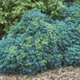 Ruta graveolens Mioulane MAP NPM GIP0102124