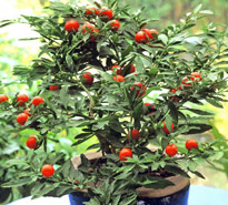 Solanum pseudocapsicum Mioulane MAP NPM GIP0101409