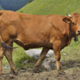 Vache MAP JYG 141006087