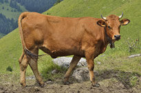 Vache MAP JYG 141006087