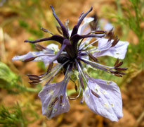 nigella arvensis Flora