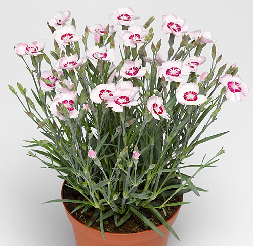 Dianthus plumarius Dixie Series White Red Bicolor photo Syngenta Flowers