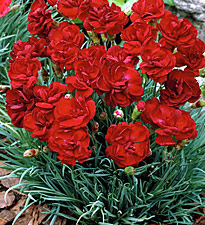 Dianthus Desmond Flora