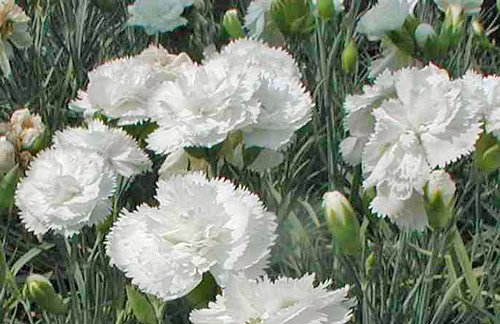 Dianthus plumarius Haytor White Flora