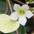 Emmenopterys Fleur Flora