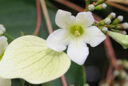 Emmenopterys Fleur Flora