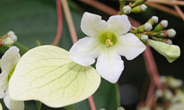 Emmenopterys Fleur Flora