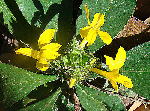 Barleria oenotheroides