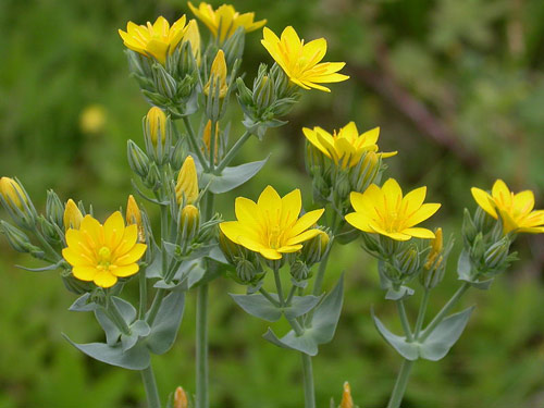 Blackstonia perfoliata