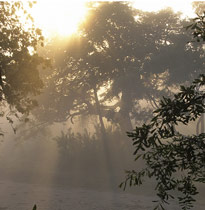 Arbre Brume Mioulane MAP NPM GIP0097231