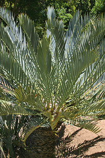 Encephalartos lehmannhii Mioulane MAP 73126945