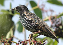 Etourneau sturnus vulgaris