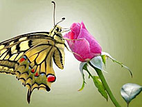 Papillon Rose Flora