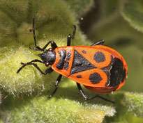 Pyrrhocoris apterus MAP AFO 130917357