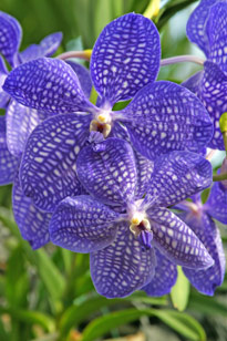 Vanda hybride Orchidee Mioulane MAP 91349756