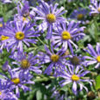 Aster Monch Mioulane MAP NPM 85014074