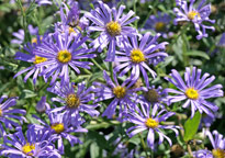 Aster Monch Mioulane MAP NPM 85014074