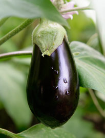 Aubergine Mioulane NPM 850453419