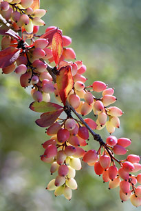 Berberis wilsoniae MAP ADE 091102002