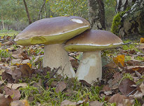 Cepe Boletus edulis