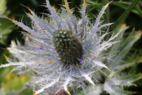 Eryngium Mioulane MAP NPM 914377682