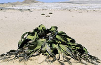 Welwitschia Mioulane MAP NPM GIP0071762