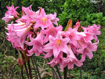 amaryllis belladonna Flora
