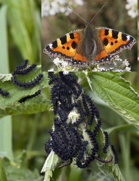 Aglais urticae MAP ABD2151 GWI