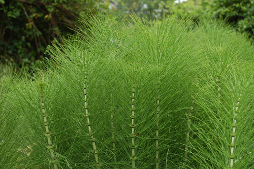 Prele equisetum arvense Flora