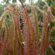 Drosera magnifica Feuille
