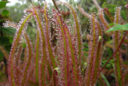 Drosera magnifica Feuille