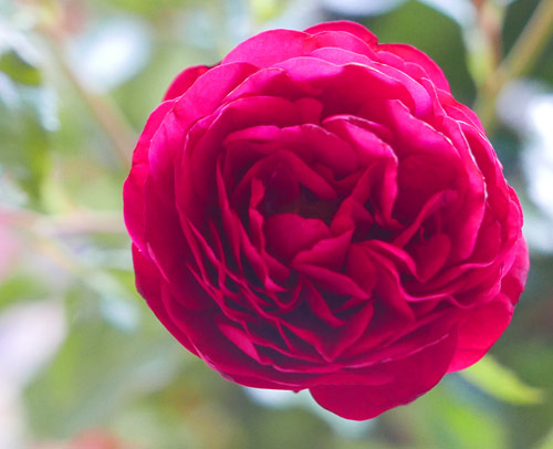 Kordes Rose BordeauxPortrait Mioulane NewsJardinTV