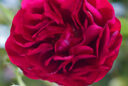 Kordes Rose Bordeaux Vignette NewsJardinTV