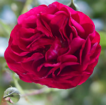 Kordes Rose Bordeaux Vignette NewsJardinTV