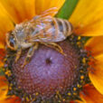 Abeille Mioulane MAP NPM 85020164