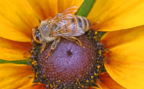 Abeille Mioulane MAP NPM 85020164