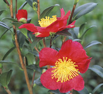 Camellia sasanqua Yuletide Mioulane NPM GIP0106035