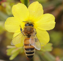 Abeille jasminum nudiflorum