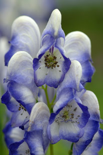 Aconitum bicolor Pasquel MAP NPA 0508241152