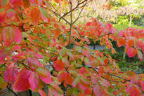 Cornus nuttalii Mioulane NewsJardinTVP1020912