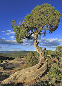 Juniperus Utah MAP FBU 120911186