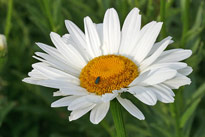 Leucanthemum Mioulane MAP NPM 080818390