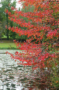 Liquidambar Etang Automne Mioulane MAP 71681345