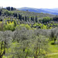 Olivier Toscane Mioulane MAP NPM 719510516