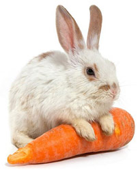 lapin carotte blanc